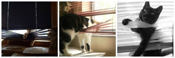 a collage of curious cats stuck in different types of window blinds. don't worry, none of them are injured.