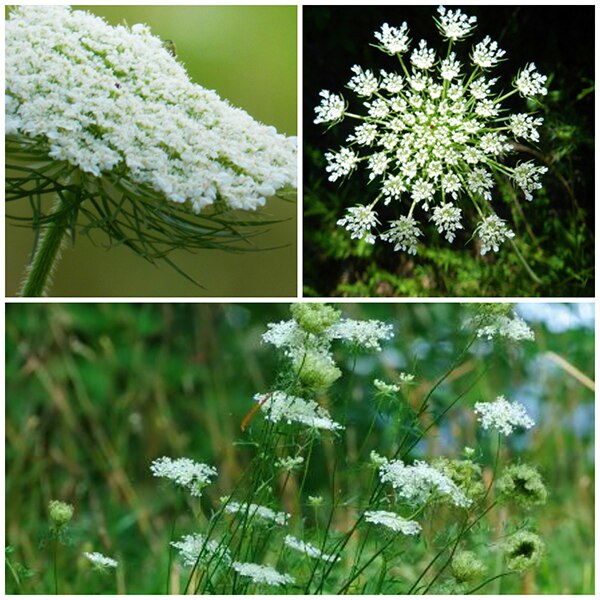 Queen-Annes-Lace