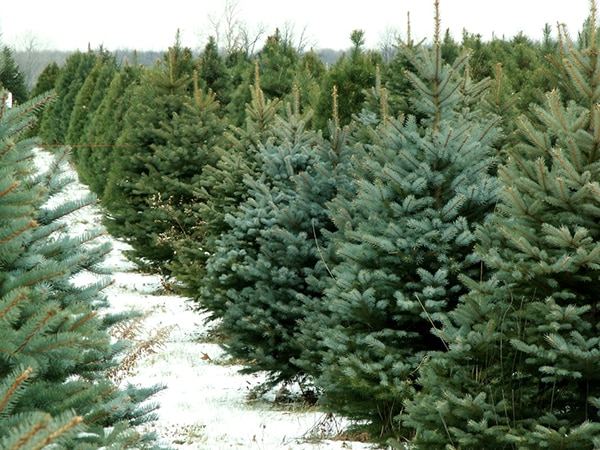 a forest full of fresh green spruce trees in a field of snow a forest full of fresh green spruce trees in a field of snow