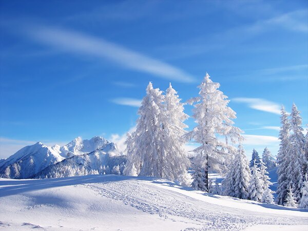 A snow covered pine tree on a small hill, jutting out from an absolutely gorgeous landscape of fresh snow A snow covered pine tree on a small hill, jutting out from an absolutely gorgeous landscape of fresh snow