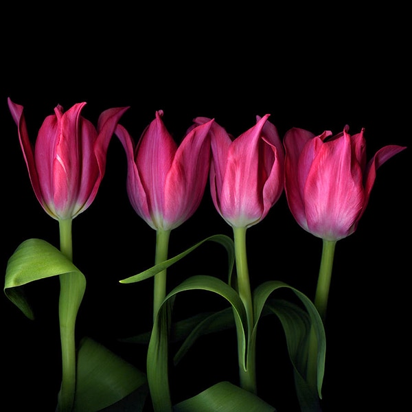 Source: Fine Art America