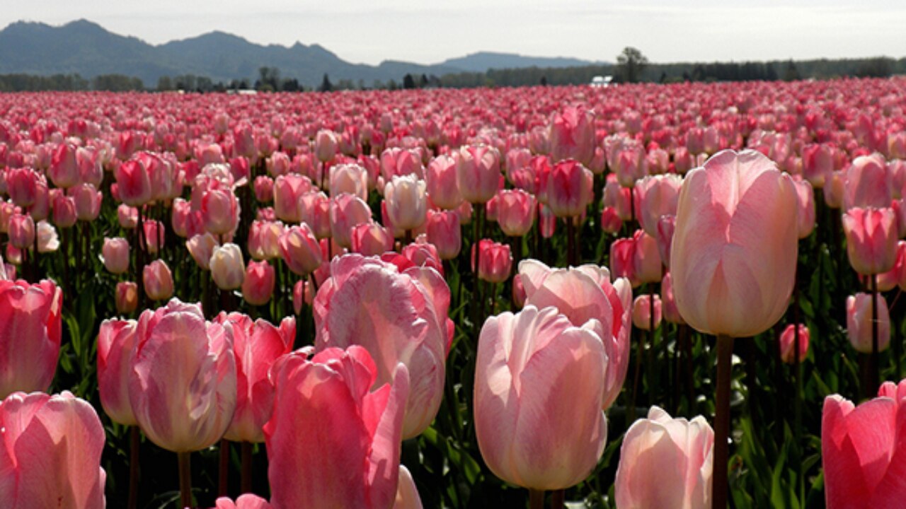 Color Crush On Tulips - Blindsgalore Blog