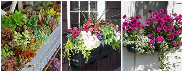 shady-window-box