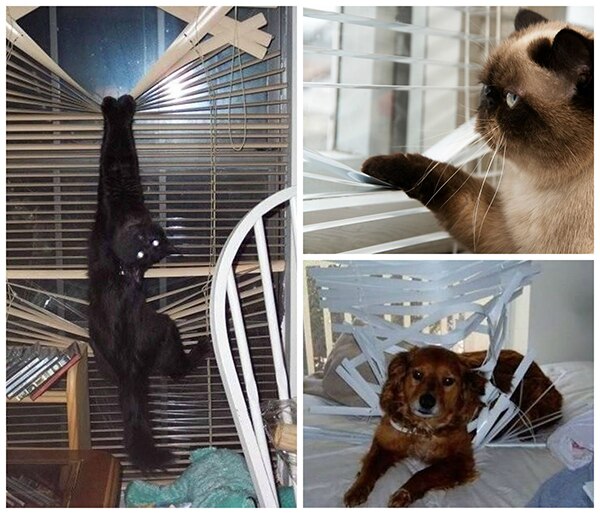 Sources: Cats-Paradise, Chongas, Pets in Texas
