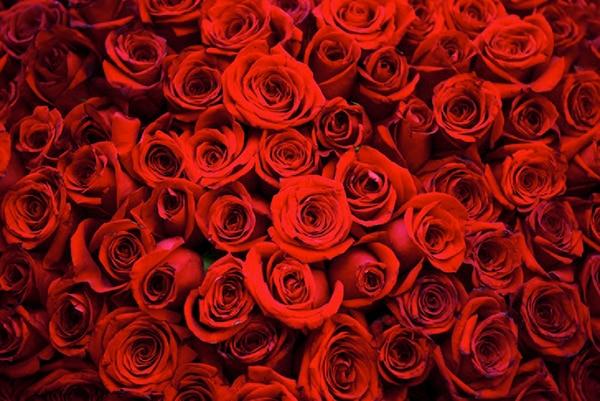 Red-Roses-02