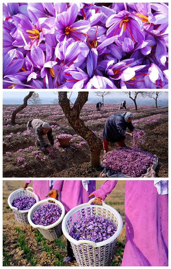 harvesting-saffron