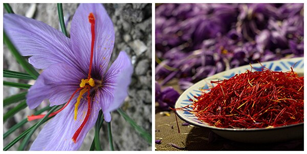 Sources: Sarah Sexy Plants & Javidi Persian Saffron