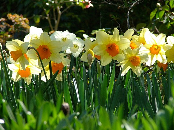 Daffodil2
