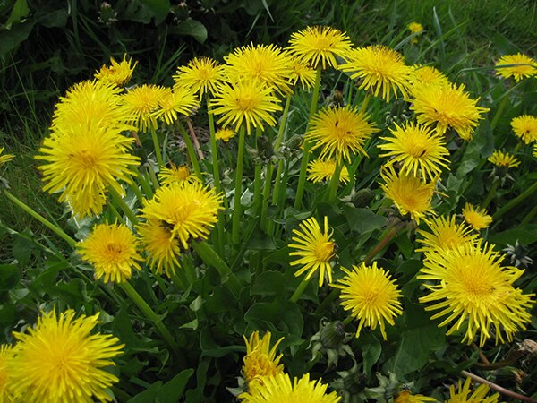 Dandelion