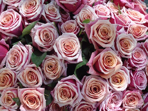 Rose2