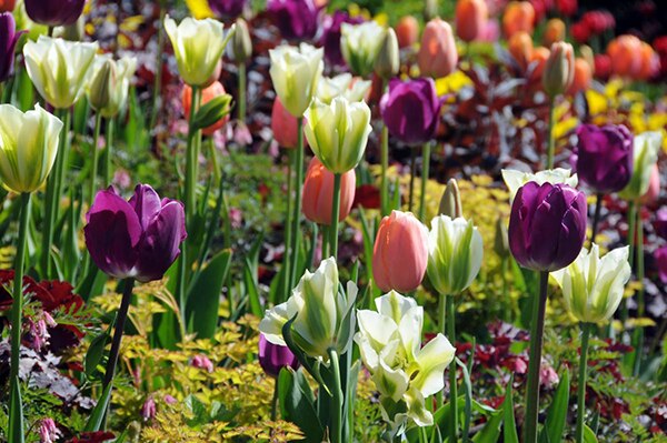 Tulip
