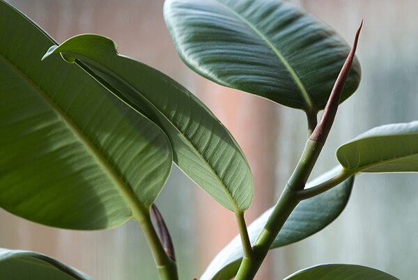Source: Home Goid