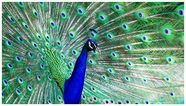 Do-You-Know-Color