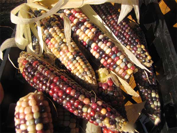 Source: Seed Treasures Source: Seed Treasures