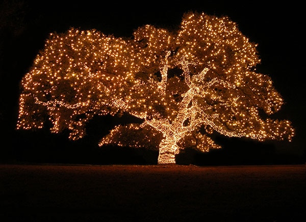 Sources: Pellegrino Ritter picture of Brightness Tree