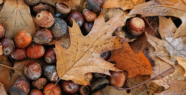 A collection of chestnuts and crunchy leaves fallen on the ground A collection of chestnuts and crunchy leaves fallen on the ground