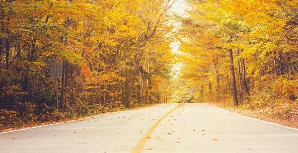 Empty road street in colorful autumn forest park with bright, golden leaves Empty road street in colorful autumn forest park with bright, golden leaves