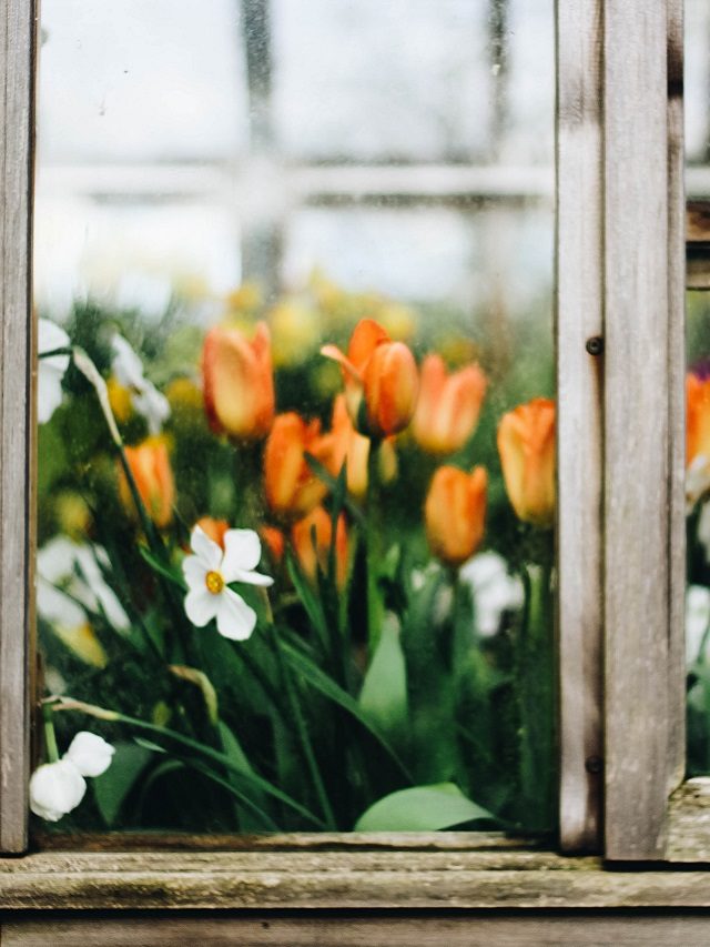 A Spring Fling For Your Windows
