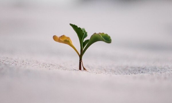 A small plant, breaking out of the concrete and into the sunlight