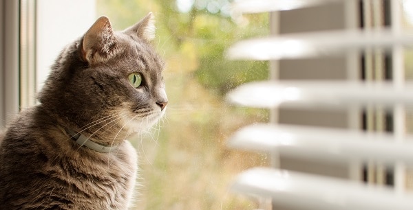 A cat enjoying the view through a pair of horizontal blind slats. He is met with warm sunshine.