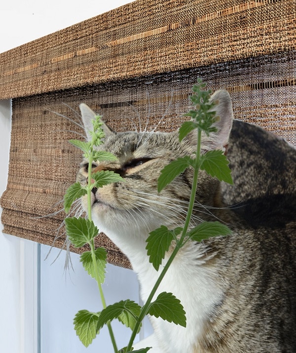 An image of a cat enjoying a fresh catnip plant near a set of cordless woven wood shades.
