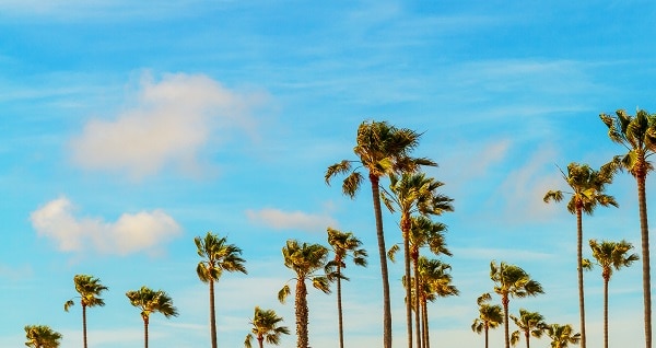 palm trees swaying in the breeze on a sunny southern california day in summer palm trees swaying in the breeze on a sunny southern california day in summer