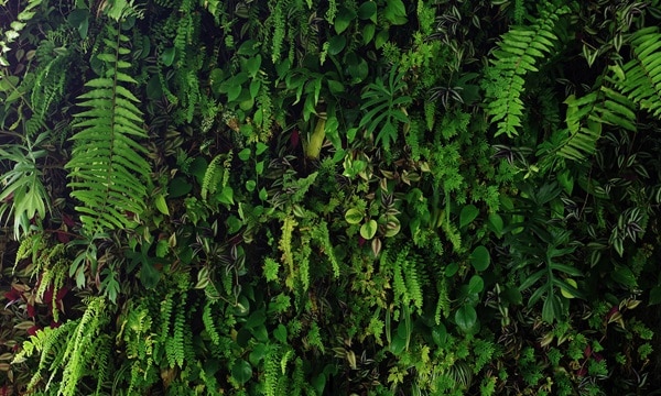 Vertical garden nature backdrop, living green wall of devil's ivy, ferns, philodendron, peperomia, inch plant and different varieties tropical rainforest foliage plants on dark background.