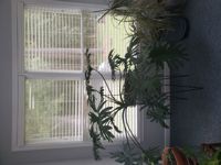 Faux Wood Blinds ' Sunroom 